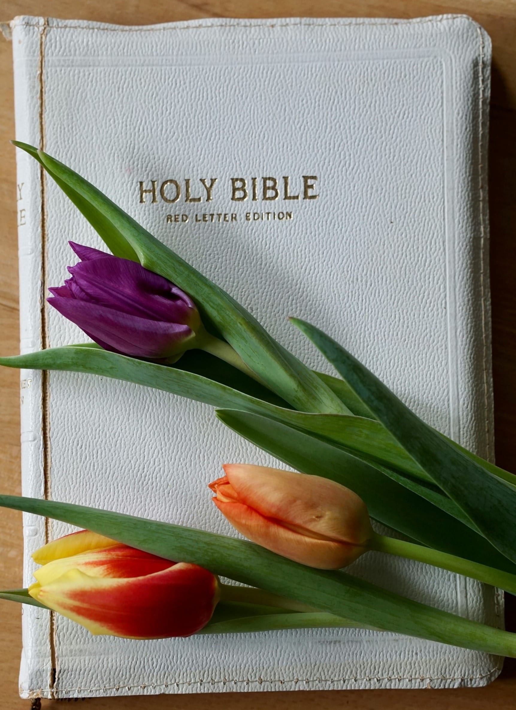 Which Bible? Which Version?